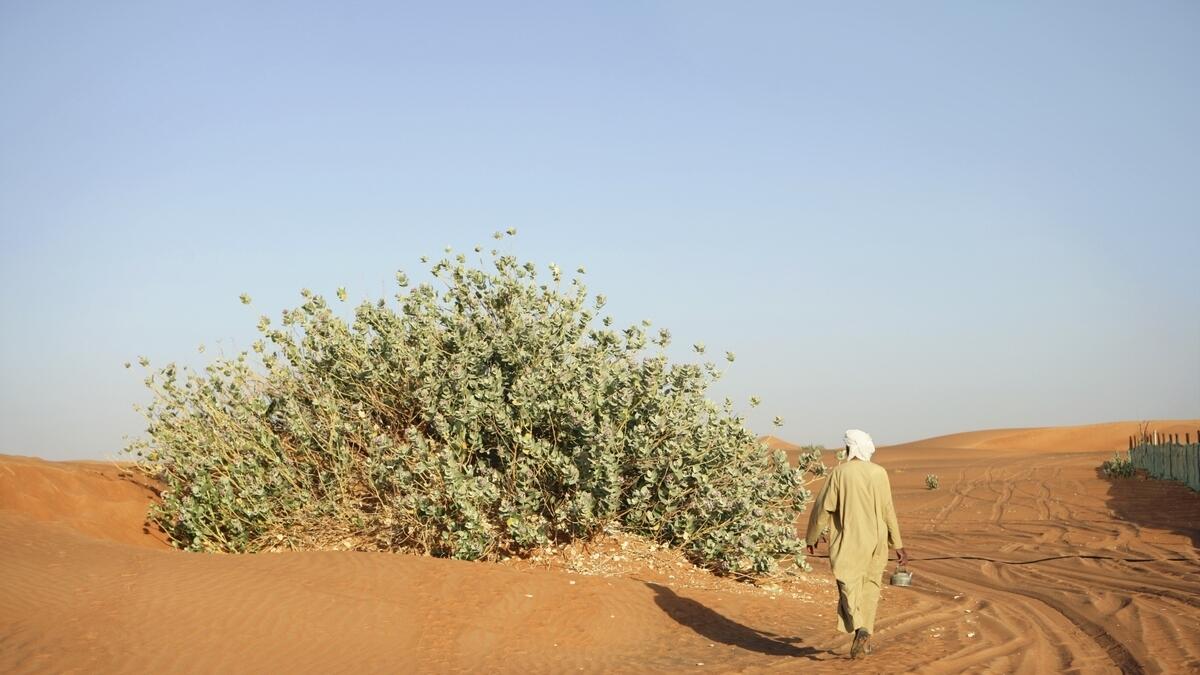 Health plant: UAEU team finds new use for desert flora