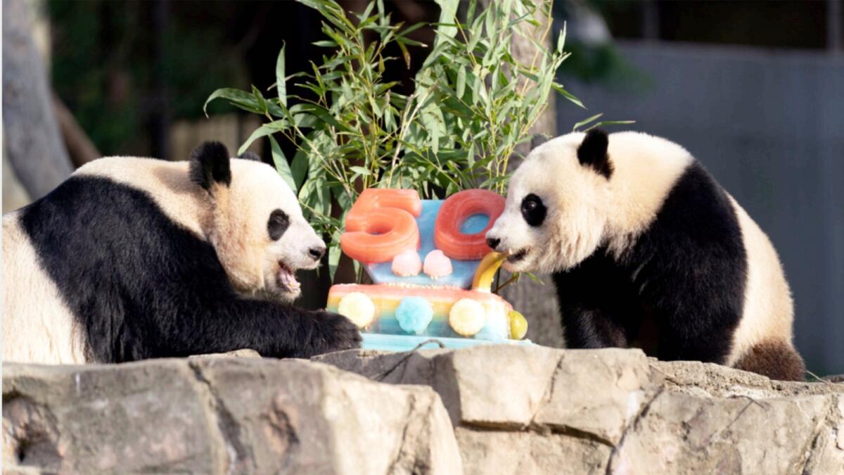 Giant pandas Mei Xiang and her cub Xiao Qi Ji eat a fruitsicle cake in celebration of 50 years of achievement in the care, conservation, breeding and study of giant pandas at The Smithsonian's National Zoo in Washington. — AP