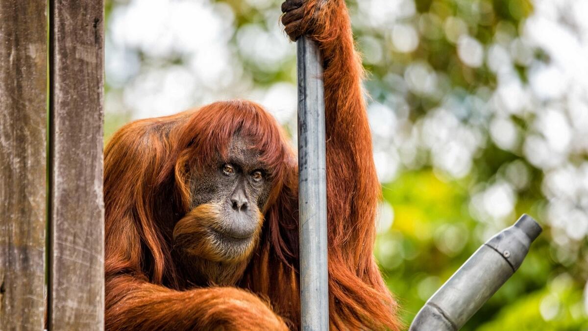 Sumatran orangutan known as Puan, which is Indonesian for lady, at Perth Zoo where she has lived since being gifted by Malaysia in 1968.- AFP file photo