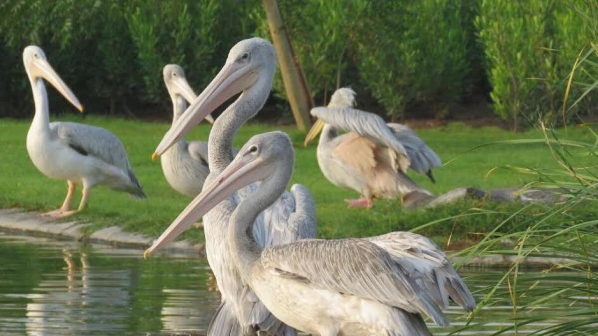  Rare pink-backed pelican chicks hatched at Wasit Wetland Reserve