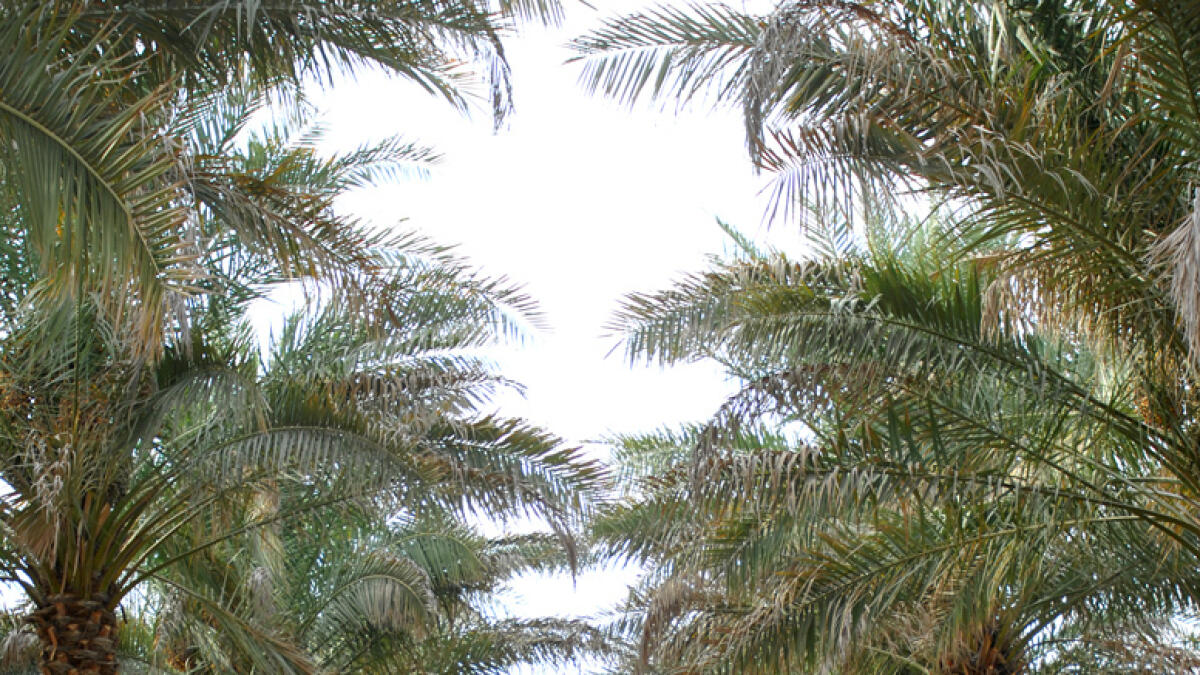 Rows and rows of palm trees of different dates varieties at Liwa.