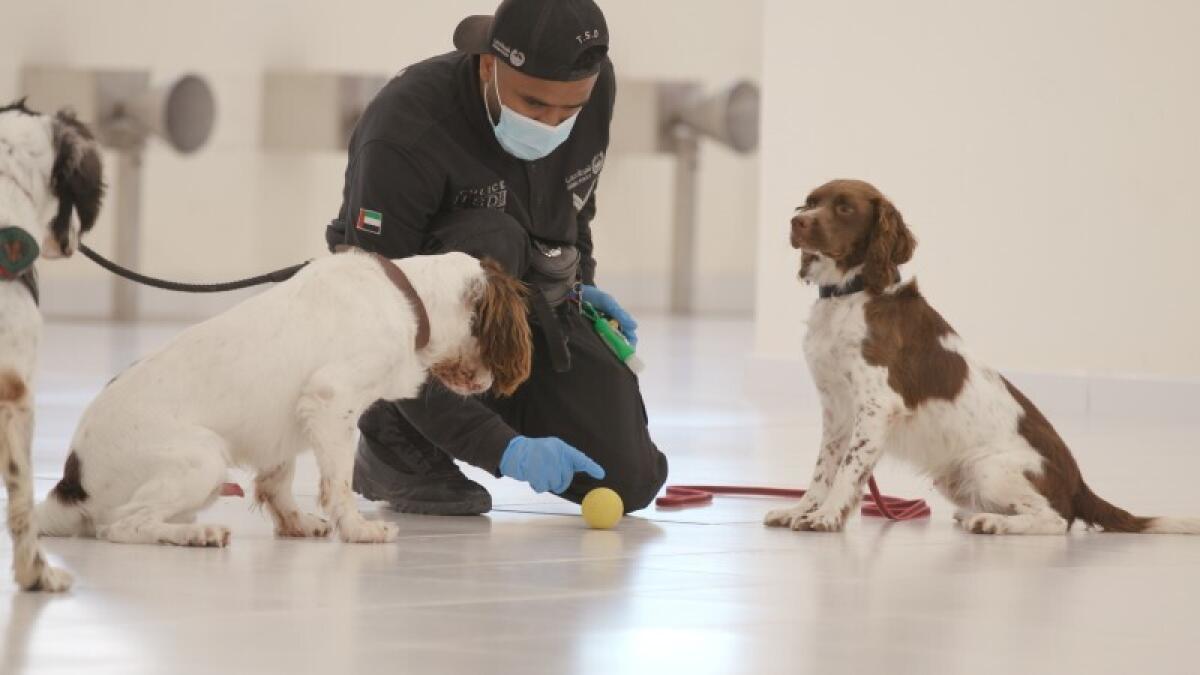 K9 Police Dogs, employed, sniff out, Covid-19 cases, UAE  
