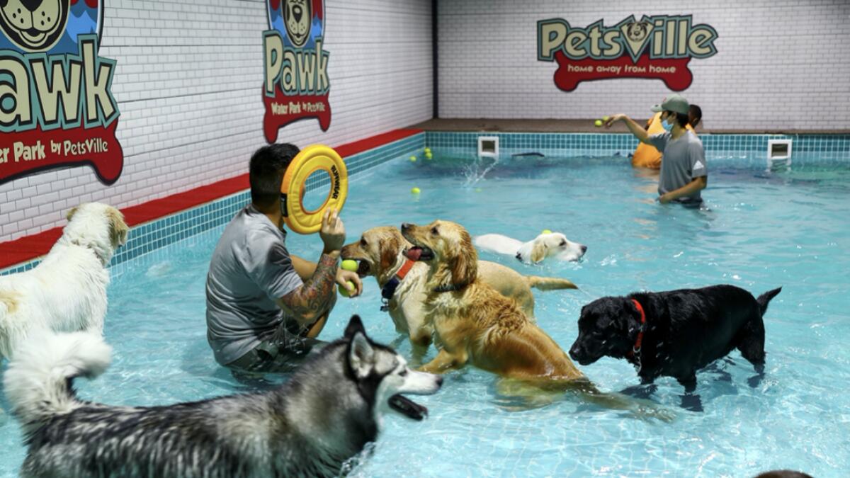 A dog-sitter plays with dogs at ‘Aqua Pawk’, the first, newly-opened water park for dogs, after easing of the coronavirus (Covid-19) restrictions in Dubai. Photo: Reuters