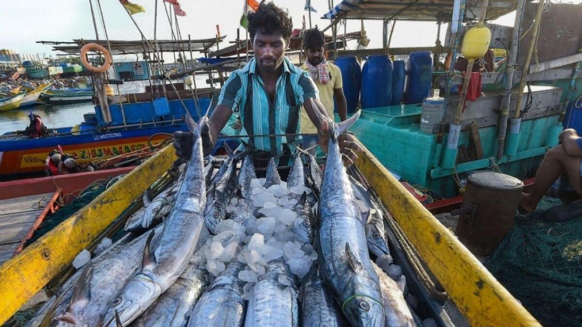 The Indian government announced broad plans to modernise the nation's fishing industry. - PTI