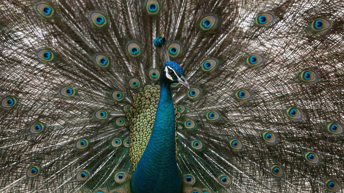 Judges remark spurs visitor count in Kerala peacock sanctuary