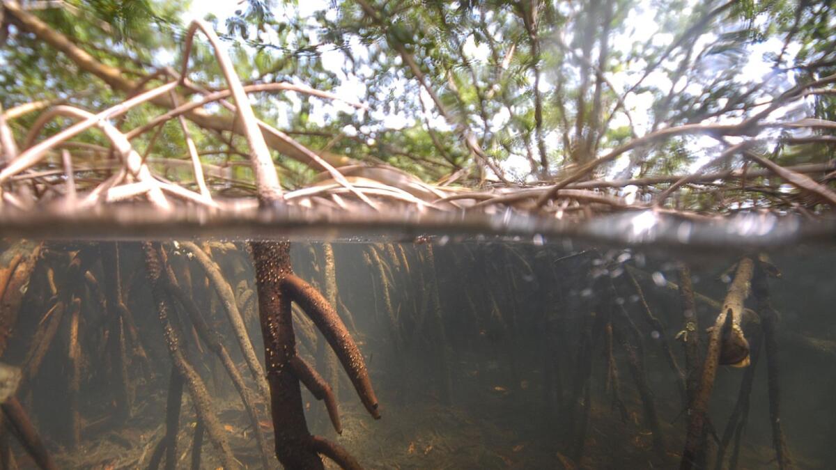 Sampling sites among the mangroves of Guadeloupe, where the giant bacteria Ca Thiomargarita magnifica was found.  – AFP