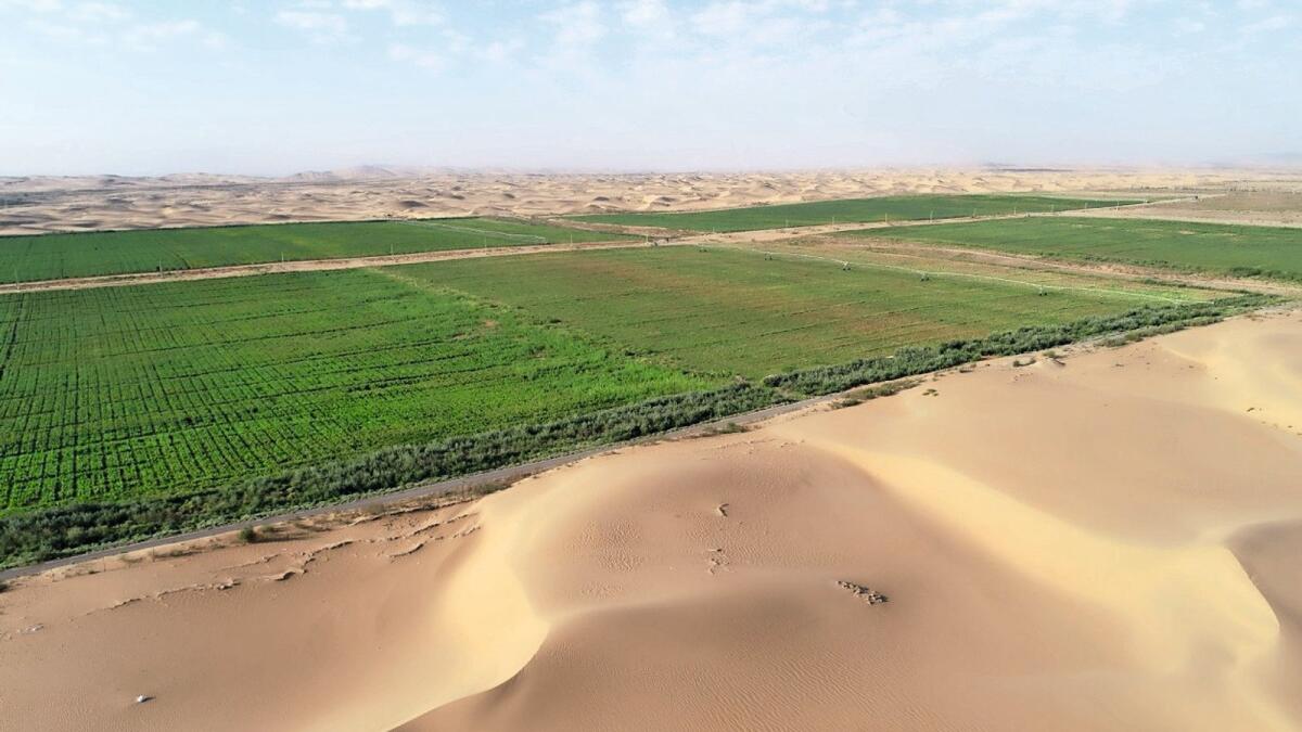 Photo shows an oasis ‘grown’ by a research team from China’s Chongqing Jiaotong University in the Ulan Buh Desert, north China’s Inner Mongolia autonomous region.(Photo provided by the research team)