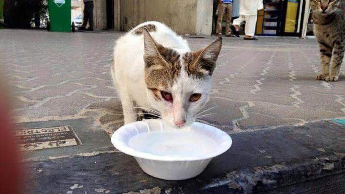 Over 5,000 stray cats rounded up in Dubai in 2015