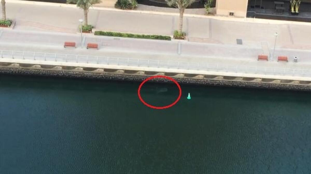 WATCH: Lucky resident spots another whale shark in Dubai Marina