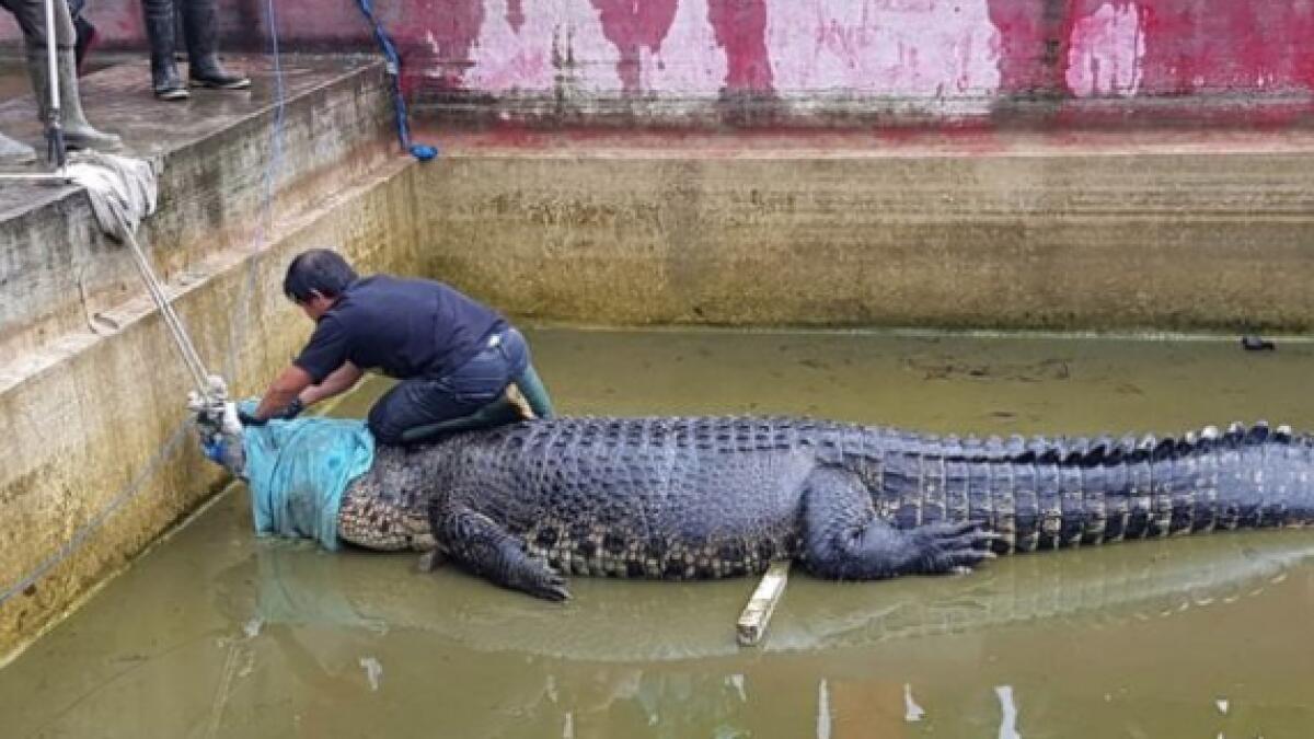 Woman mauled to death by giant pet crocodile