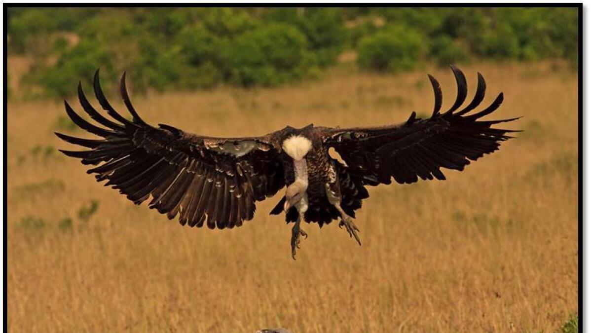 Vultures protection in focus at Sharjah forum