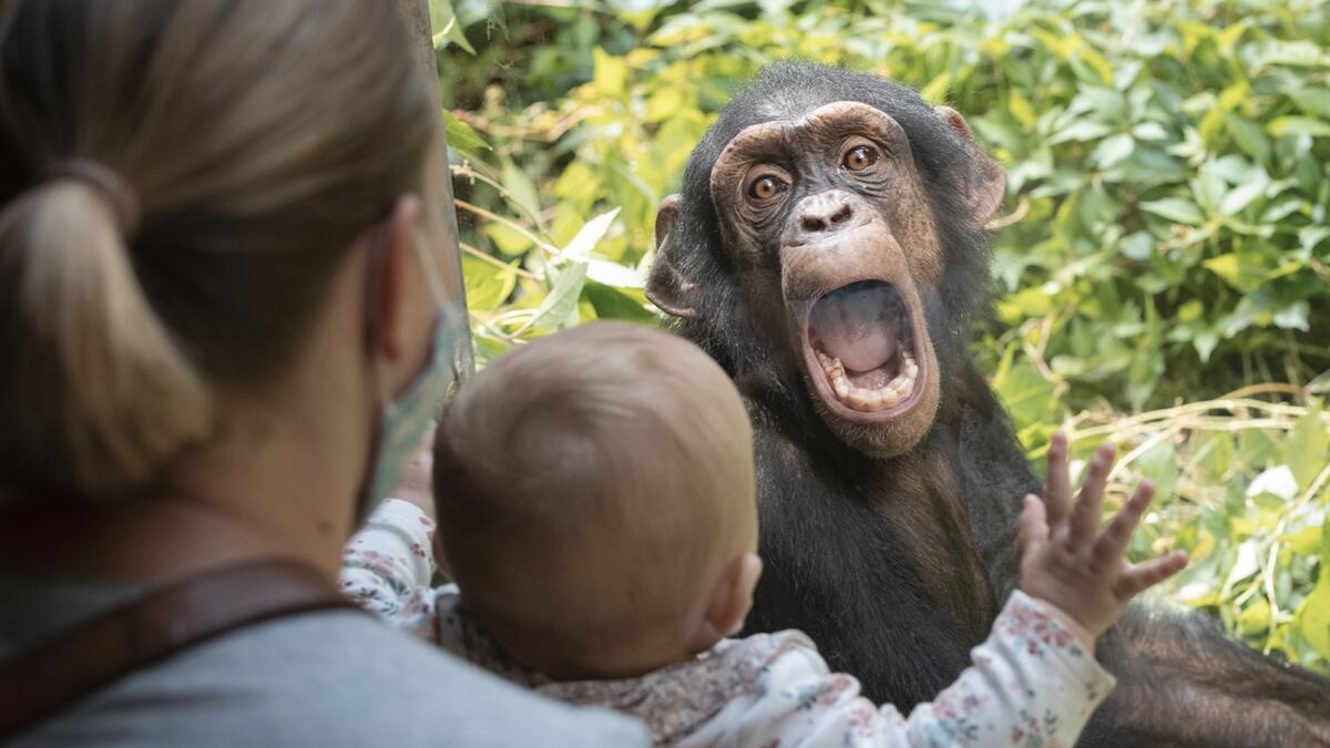 A chimpanzee reacts to visitors as he sits in his enclosure at the Zoo in Osnabrueck, Germany. Photo: AP