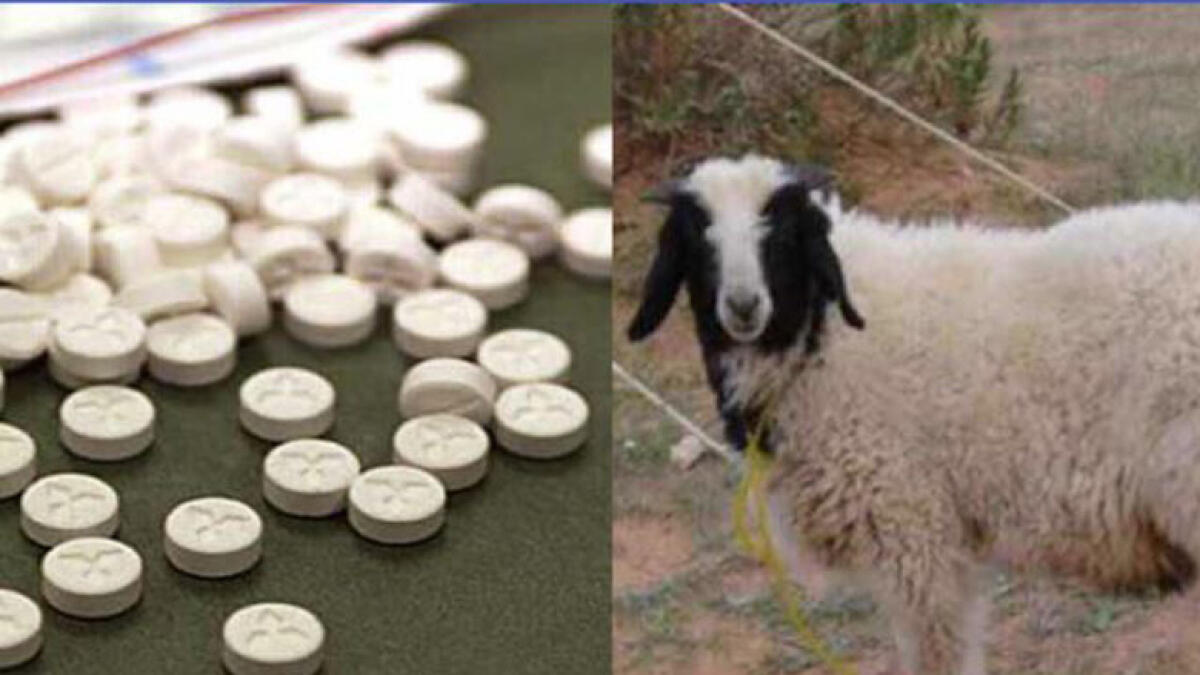 Man smuggles a tonne of narcotics pills in sheep intestines