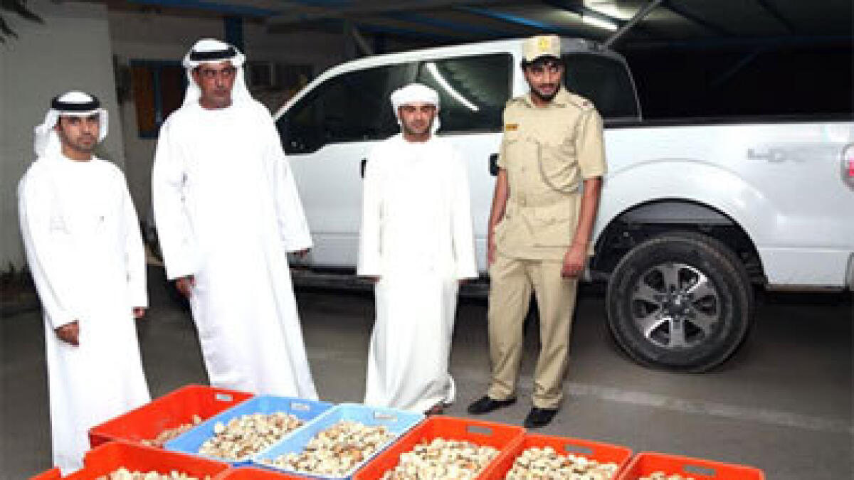 620kg of banned shells, worth Dh30,000, seized in RAK