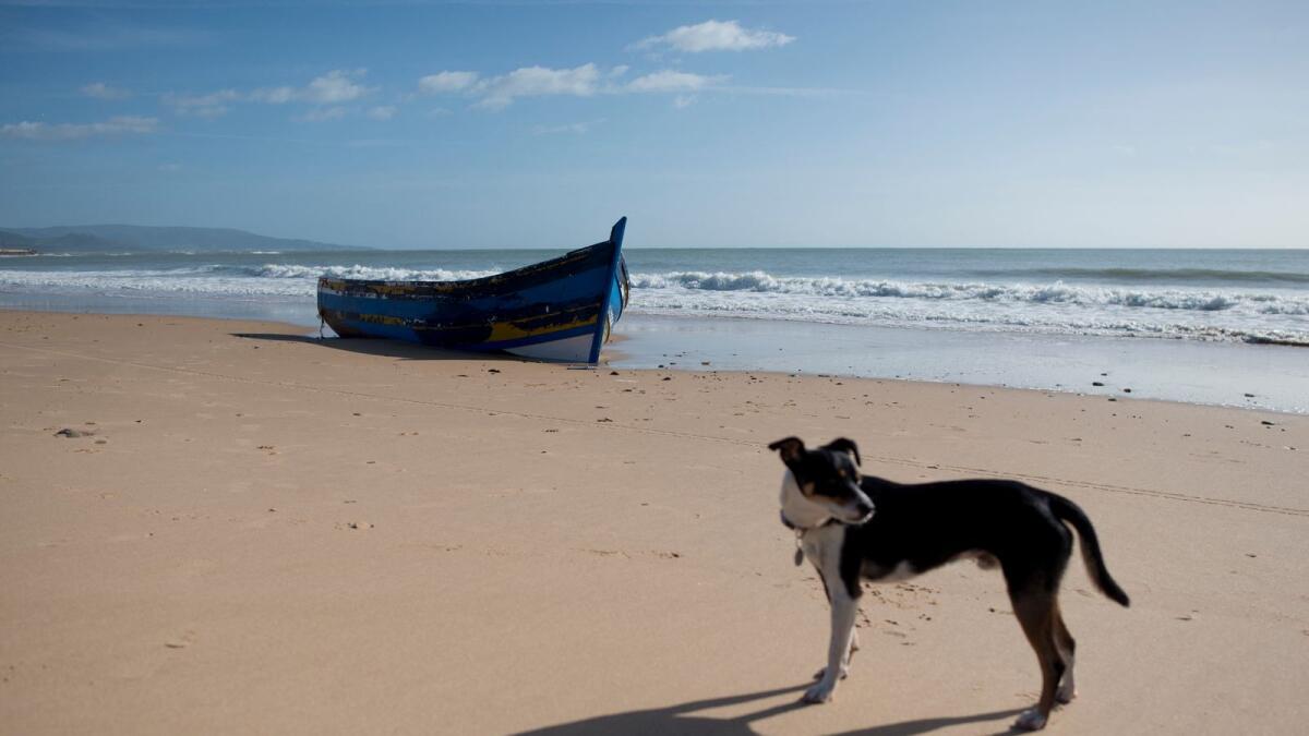 A dog stands next to a boat used by migrants on a beach in Barbate. Photo: AFP