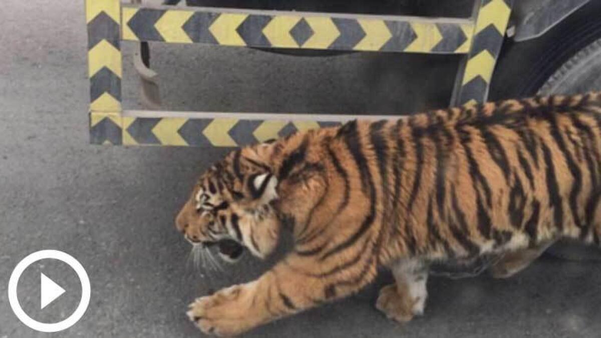 WATCH: Tiger on the loose in Doha traffic jam