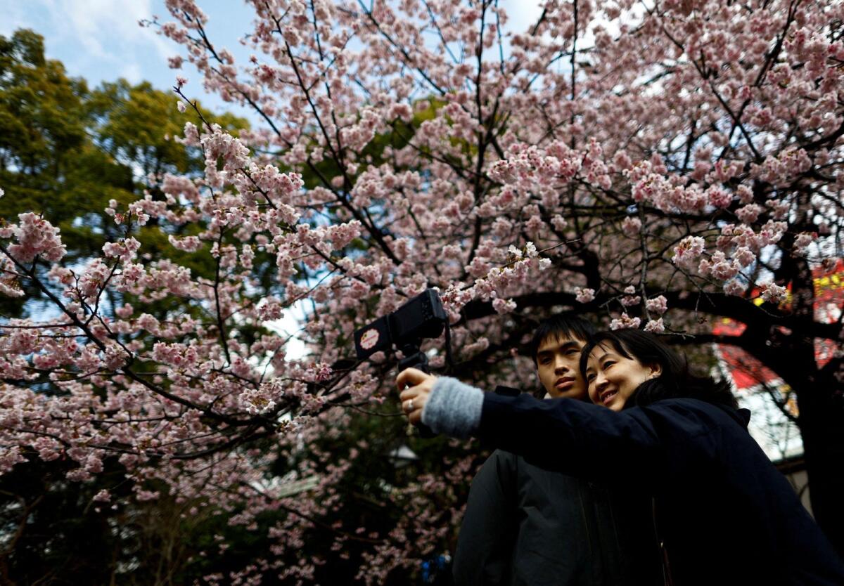 Visitors take selfie photos under an early-flowering Ookanzakura cherry blossoms in full bloom at Ueno Park in Tokyo, Japan, on March 8, 2024. — Reuters