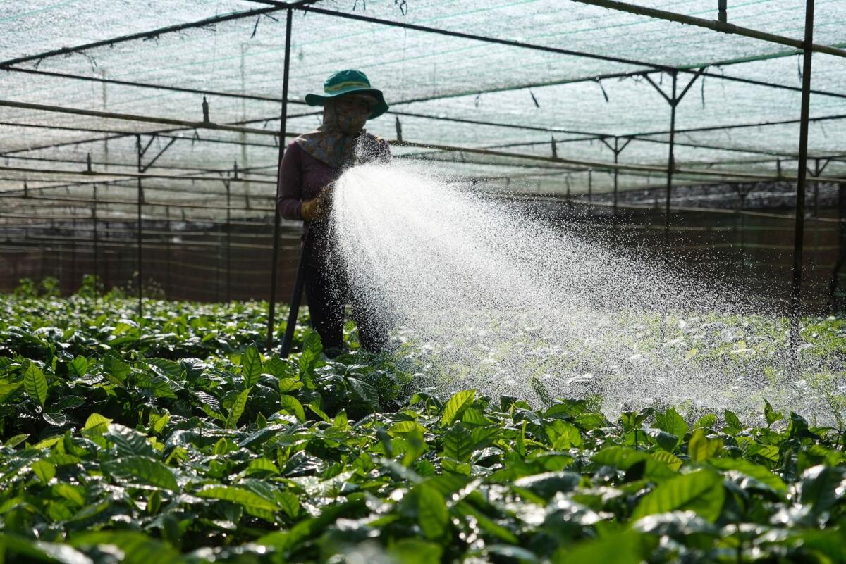 A worker waters coffee plants at a nursery garden in Dak Lak province, Vietnam, on Feb. 2, 2024. — AP