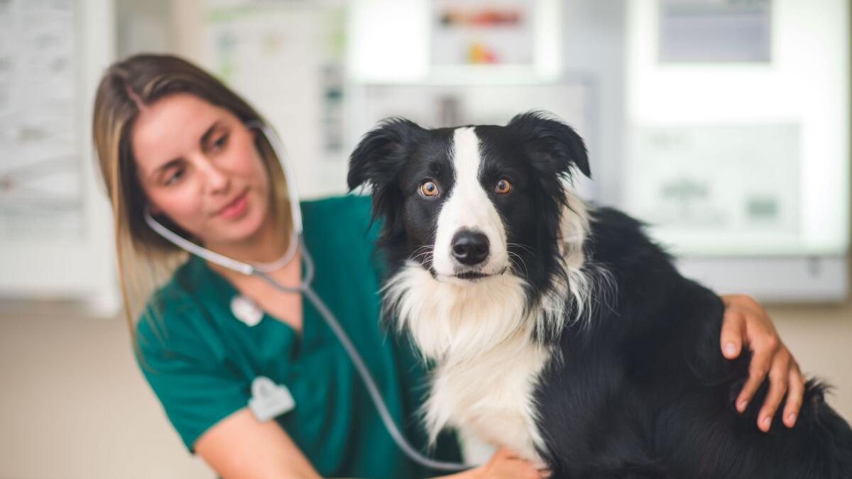 Headquartered in Bristol, UK, IVC Evidensia operates a network of more than 1,500 veterinary clinics and hospitals in 12 countries across Europe caring for over four million pets. — Supplied photo