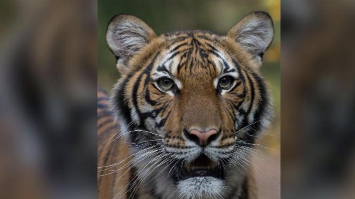 Nadia, tiger, US, New York City zoo