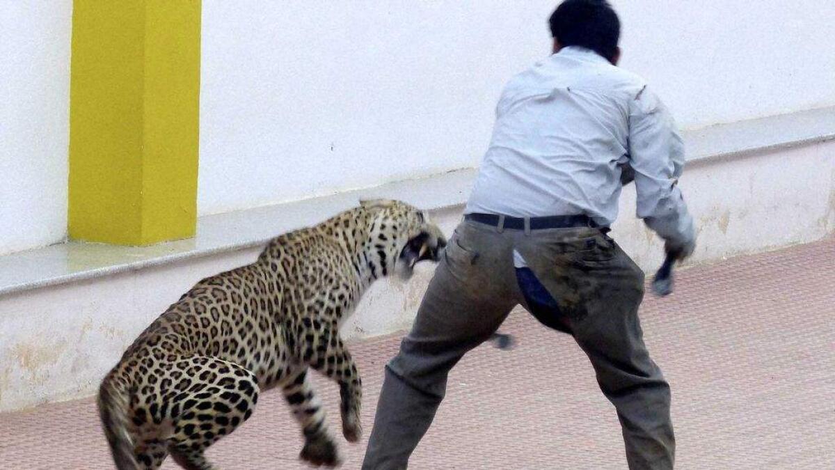 WATCH: Leopard escapes from Indian zoo - again