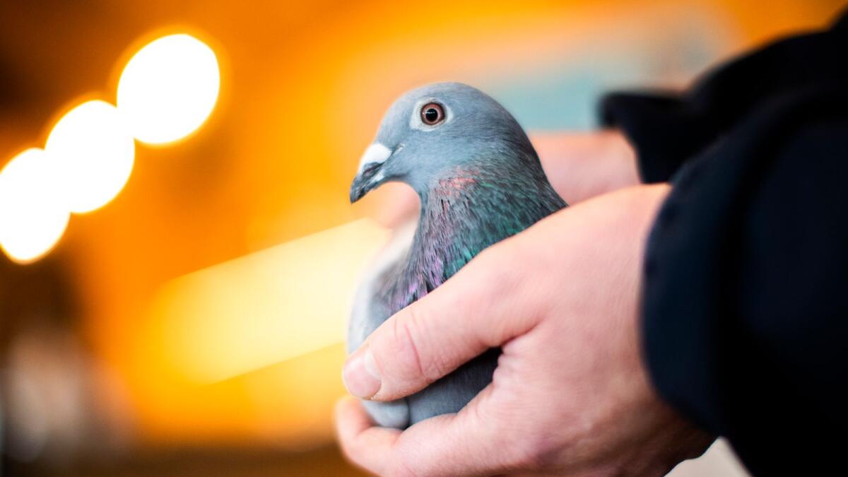An employee of Pipa, a Belgian auction house for racing pigeons, shows a two-year old female pigeon named New Kim after an auction in Knesselare, Belgium, on Sunday.