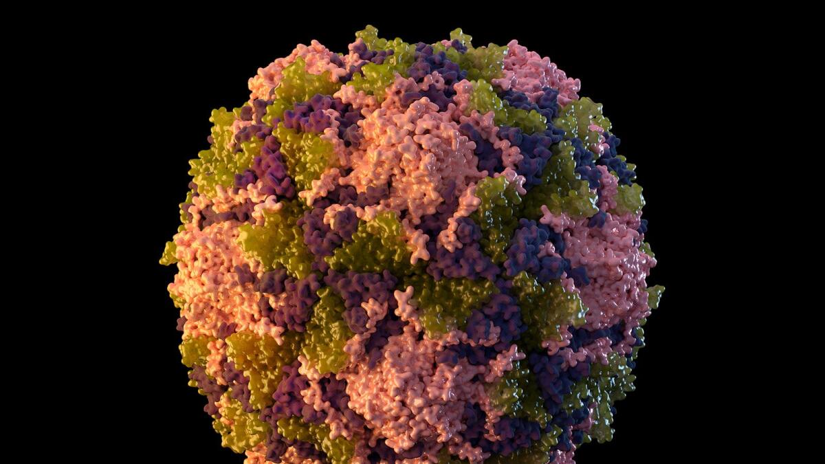 FILE - This 2014 illustration made available by the U.S. Centers for Disease Control and Prevention depicts a polio virus particle. The polio virus has been found in New York City’s wastewater in another sign that the disease, which hadn’t been seen in the U.S. in a decade, is quietly spreading among unvaccinated people, health officials said Friday, Aug. 12, 2022. (Sarah Poser, Meredith Boyter Newlove/CDC via AP, File)