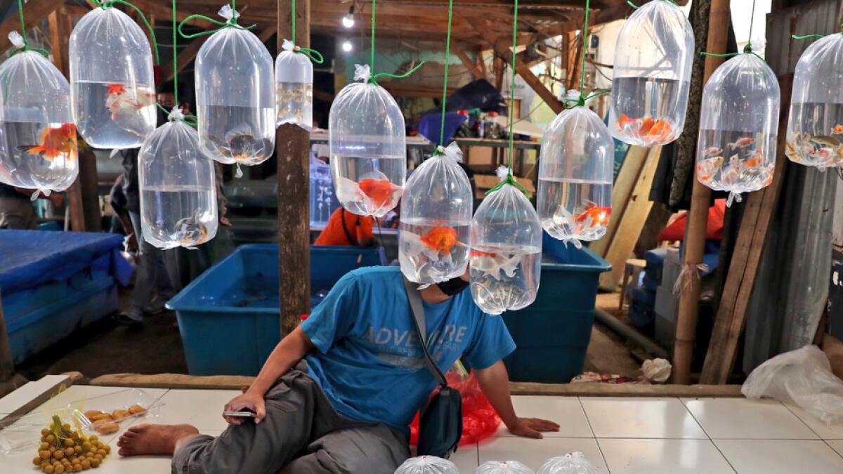 A vendor waits for customers under plastic bags containing aquarium fish for sale at a market on the outskirts of Jakarta, Indonesia. Photo: AP