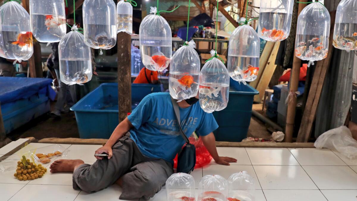 A vendor waits for customers under plastic bags containing aquarium fish for sale at a market on the outskirts of Jakarta, Indonesia. Photo: AP