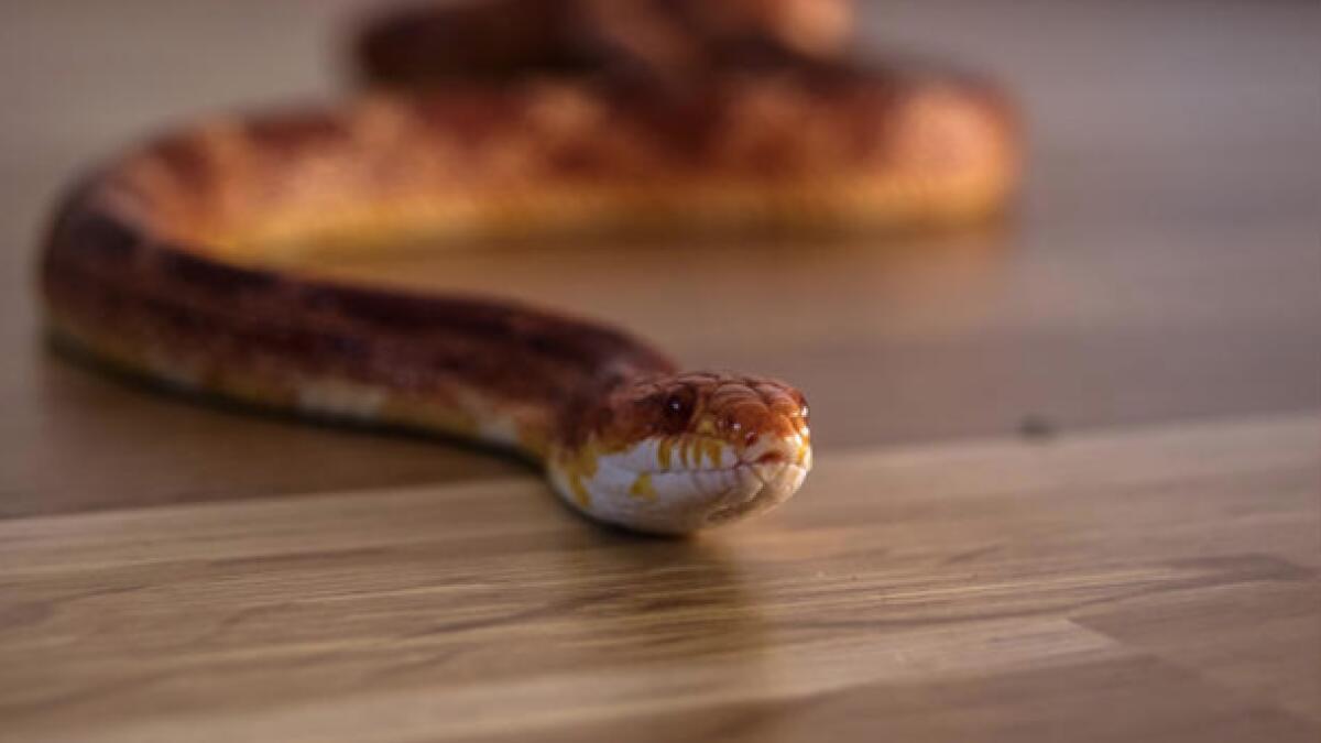 Snake caught in RAK house, killed