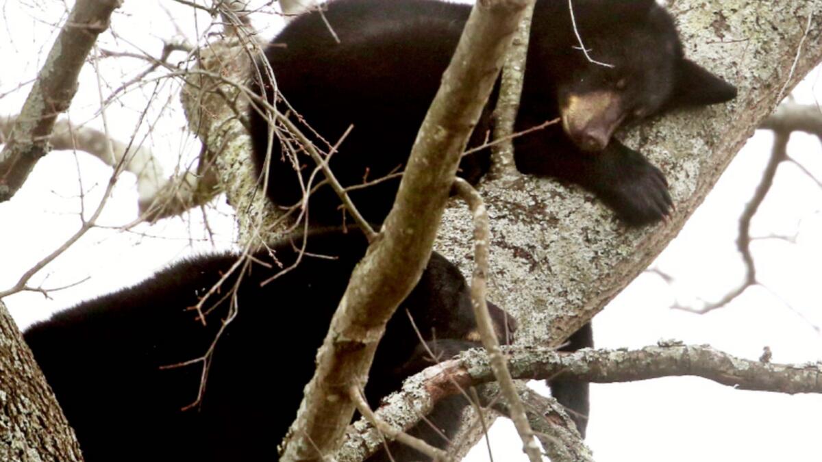 Two of the four bears spotted in a Virginia neighbourhood. — AP