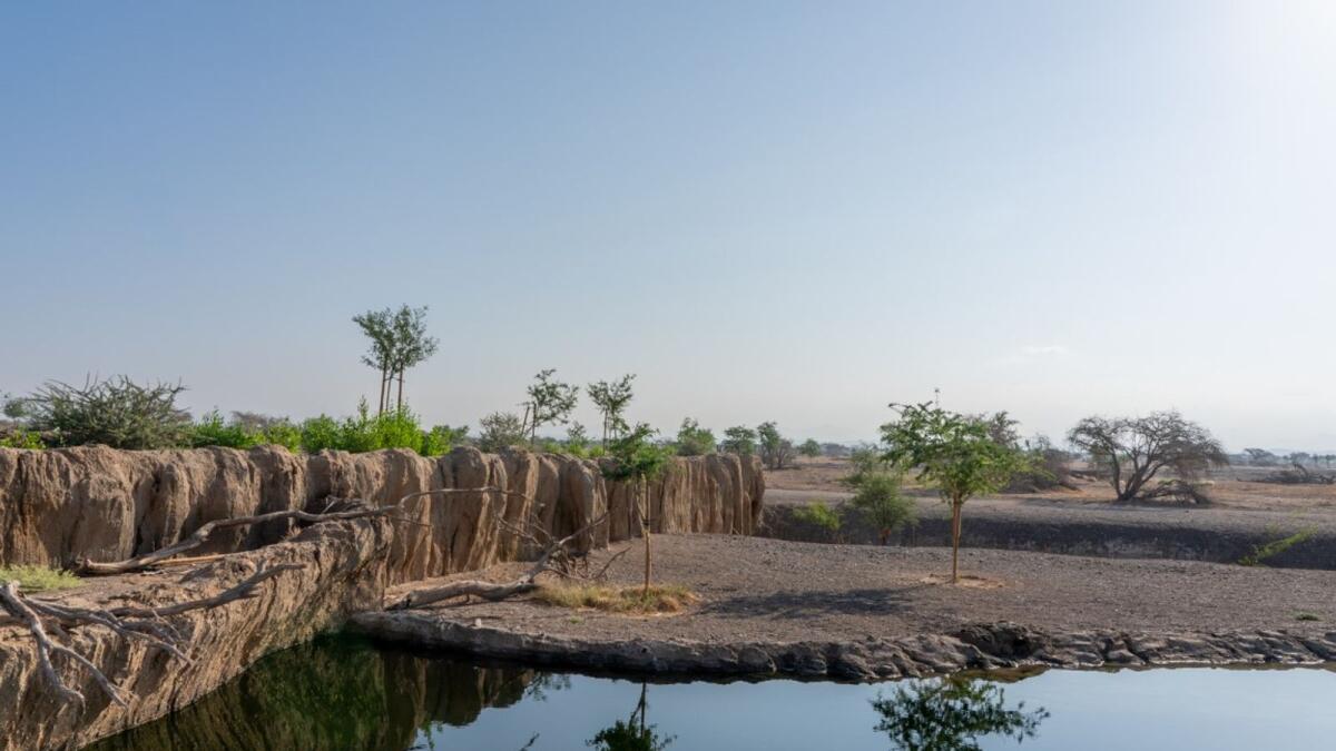 The project is part of Al Bardi Reserve in the city of Al Dhaid.-Wam