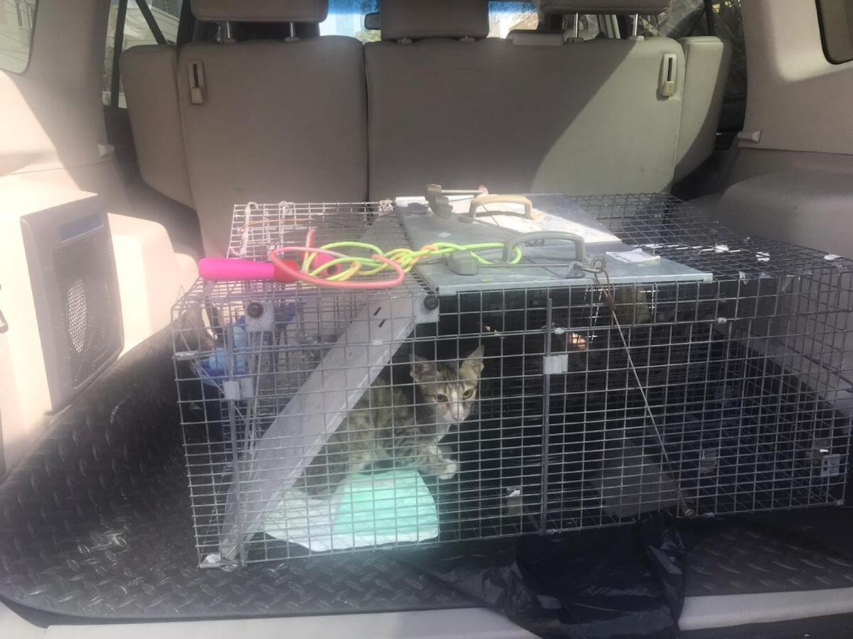 A cat caught in traps set by pest control companies in Jessica's locality