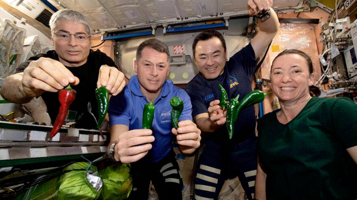 Mark Vande Hei (left) and fellow astronauts Shane Kimbrough, Akihiko Hoshide and Megan McArthur, pose with chile peppers grown aboard the International Space Station. — AP