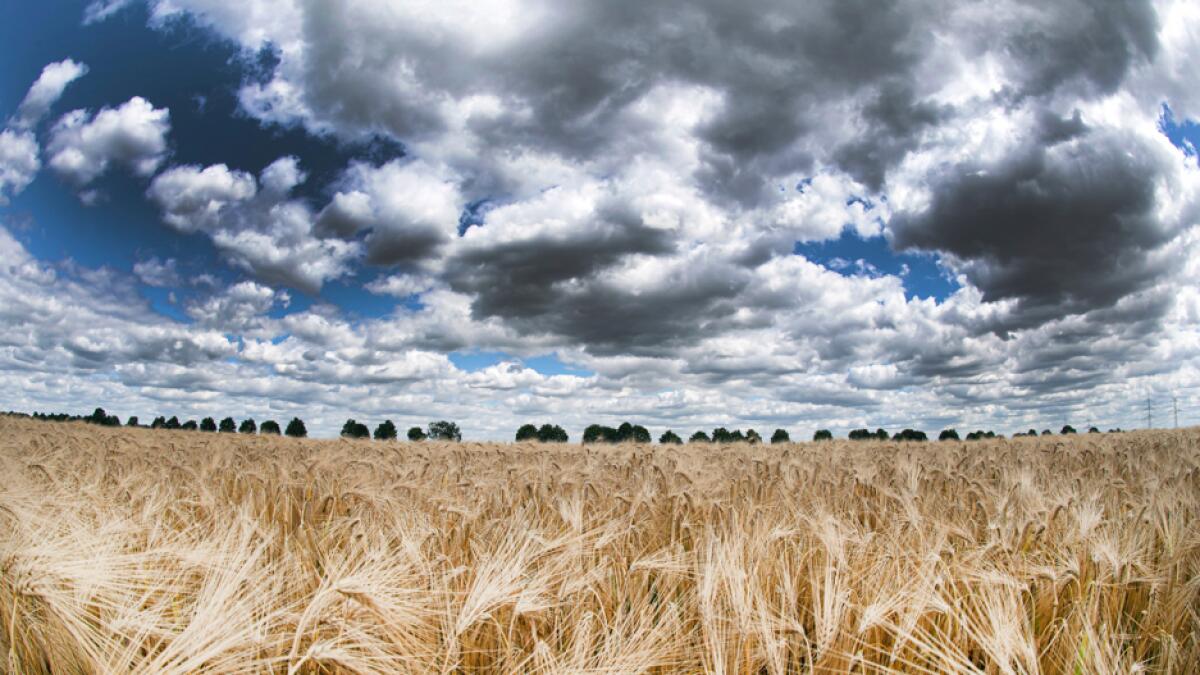 Clouds hang over a grain field near Pulheim, Germany. Photo: AP