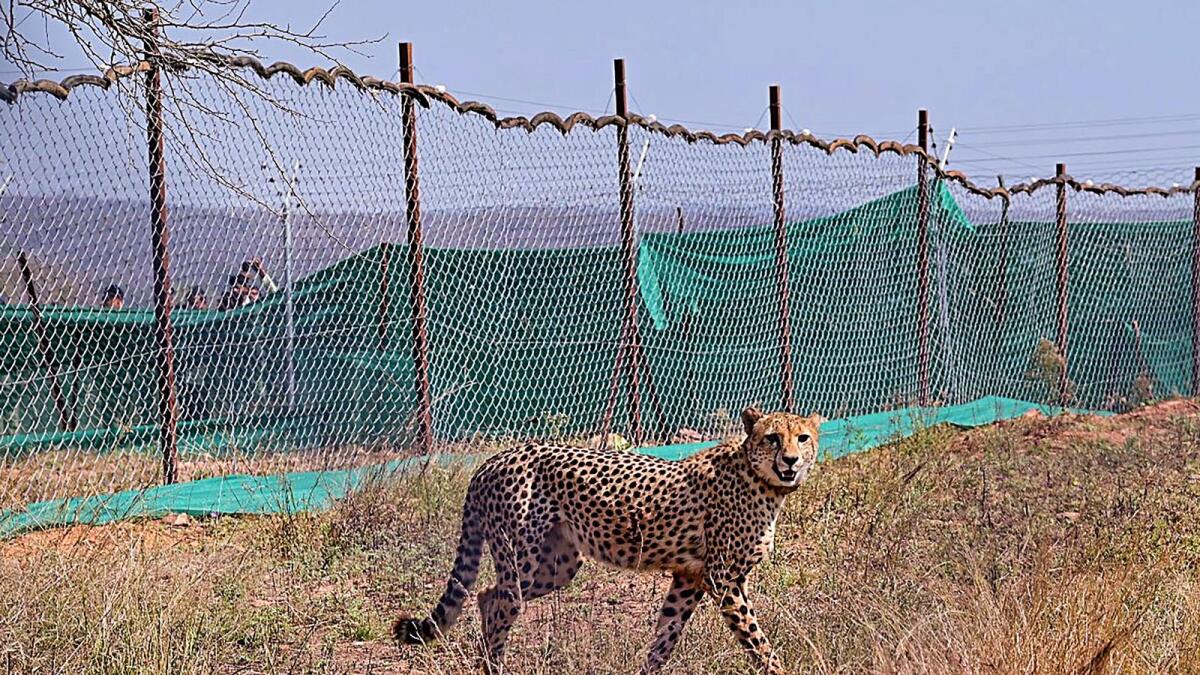 In this February 18, 2023, file photo a cheetah brought from South Africa is released in an enclosure at Palpur, Kuno National Park. — PTI