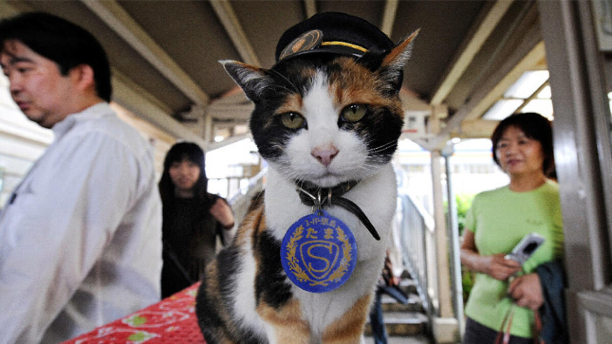 Japan mourns passing of Tama, the cat stationmaster