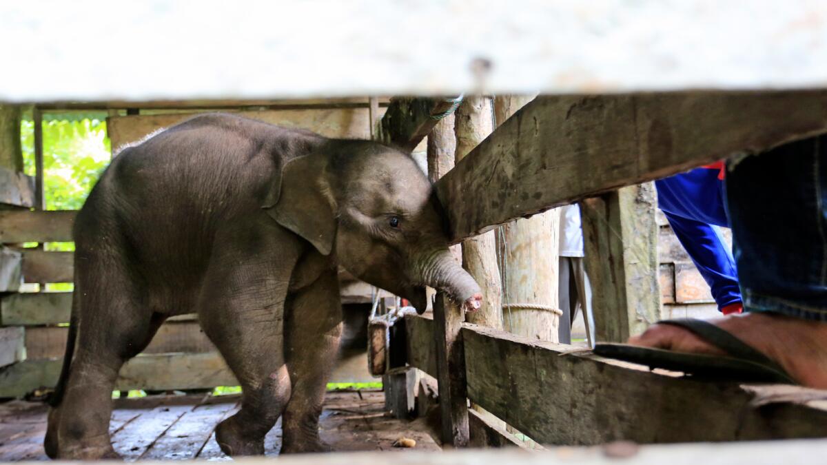 The Sumatran elephant calf that lost half of its trunk is being treated at a conservation center in Saree, Aceh Besar, Indonesia. – AP