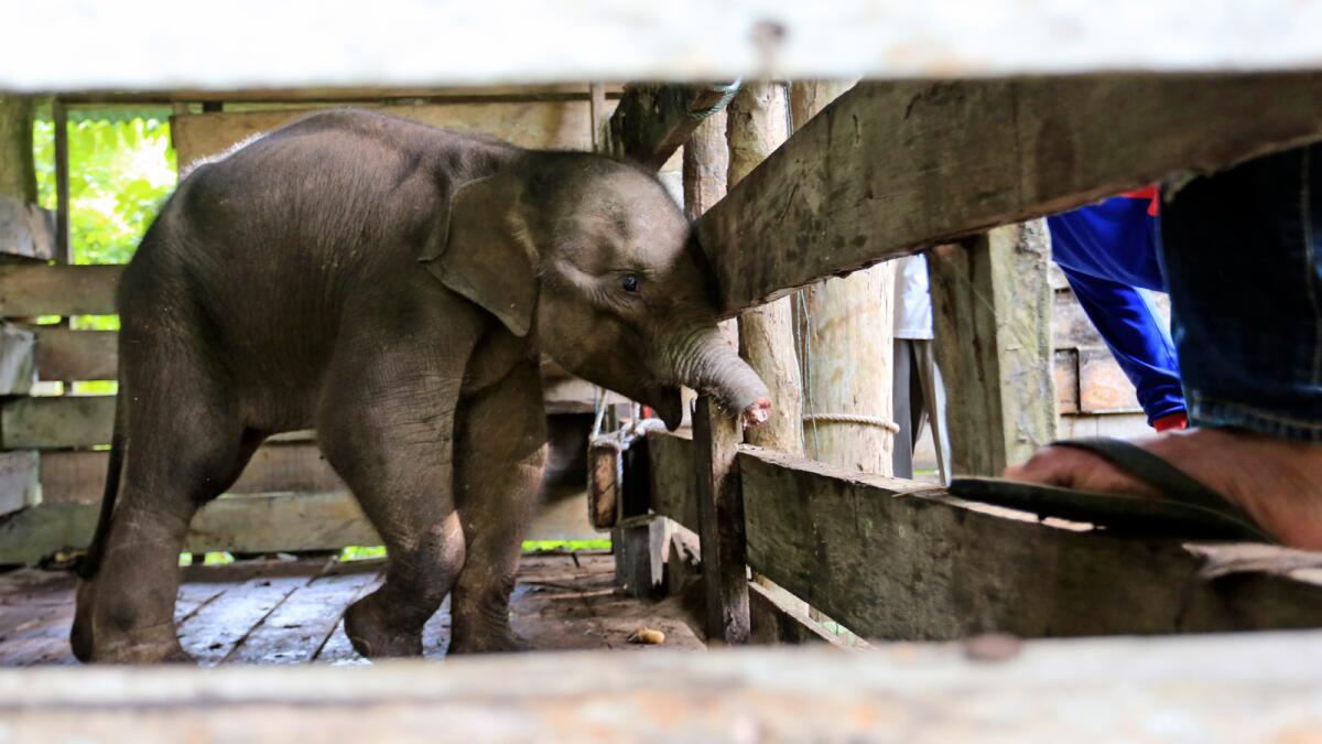 The Sumatran elephant calf that lost half of its trunk is being treated at a conservation center in Saree, Aceh Besar, Indonesia. – AP
