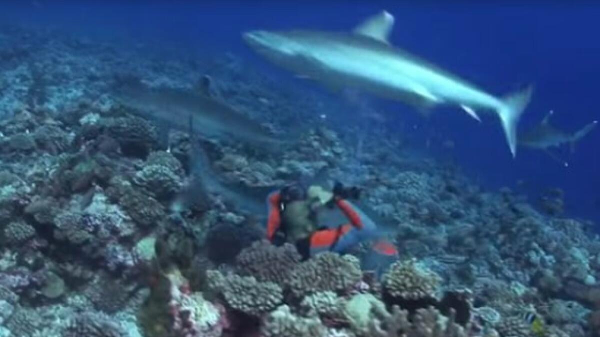 Video: Diver miraculously escapes as shark bites off his mask
