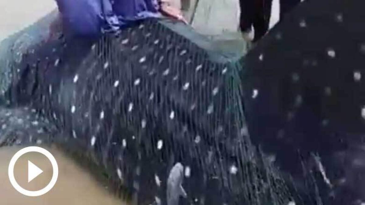 WATCH: Huge whale shark trapped in Fujairah