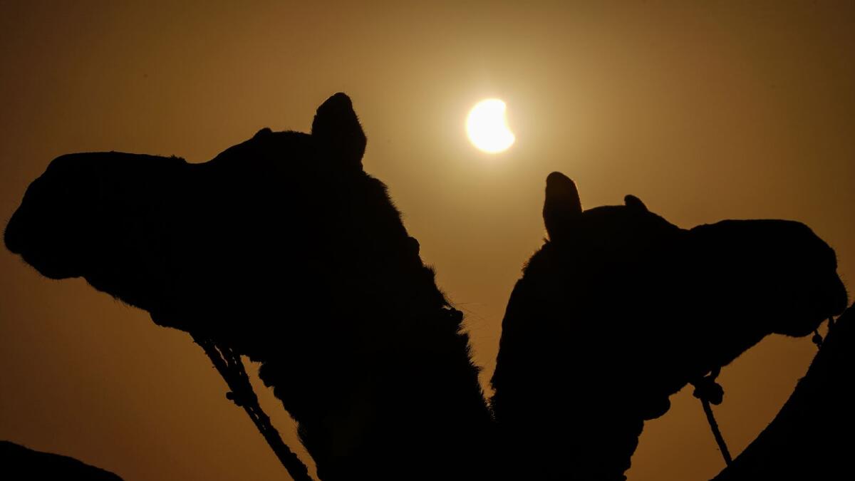Camels are silhouetted as the moon partially obscures the sun in Pushkar, India. (AFP)