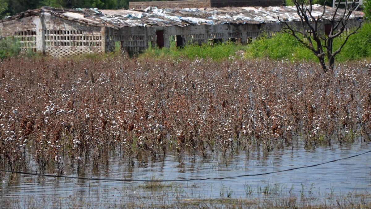 Cotton crops are submerged in floodwaters due to heavy monsoon rains, in Tando Jam near Hyderabad, a district of southern Sindh province. — AP file