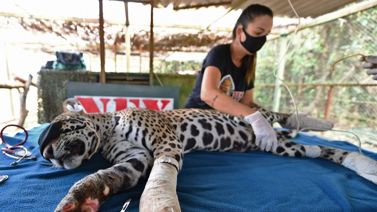 An adult female jaguar that had its paws burnt during recent fires in Pantanal, receives a stem cells treatment at the Nex Institute NGO, in Corumba de Goias, Goias State, Brazil.