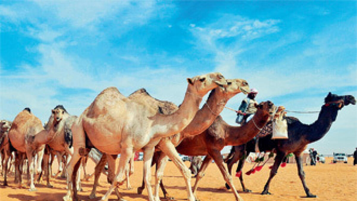 UAE tightens scrutiny of camel shipments from GCC