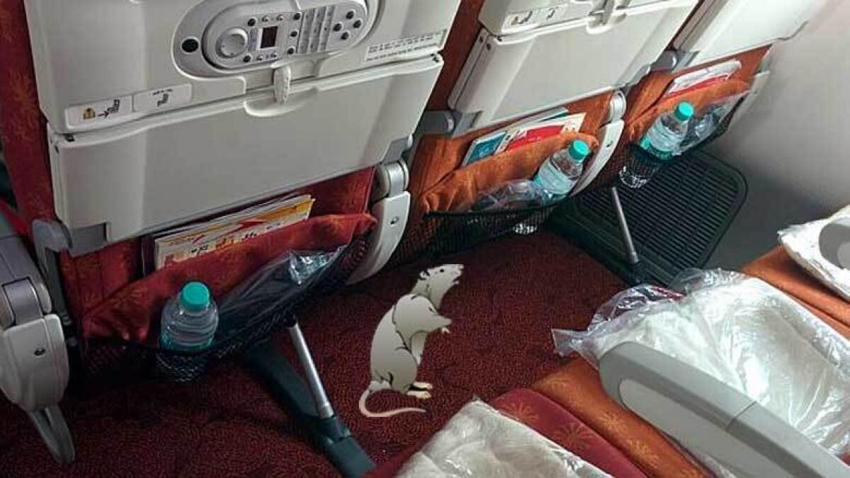 Rat wanted to fly to Dubai, Air India was its choice