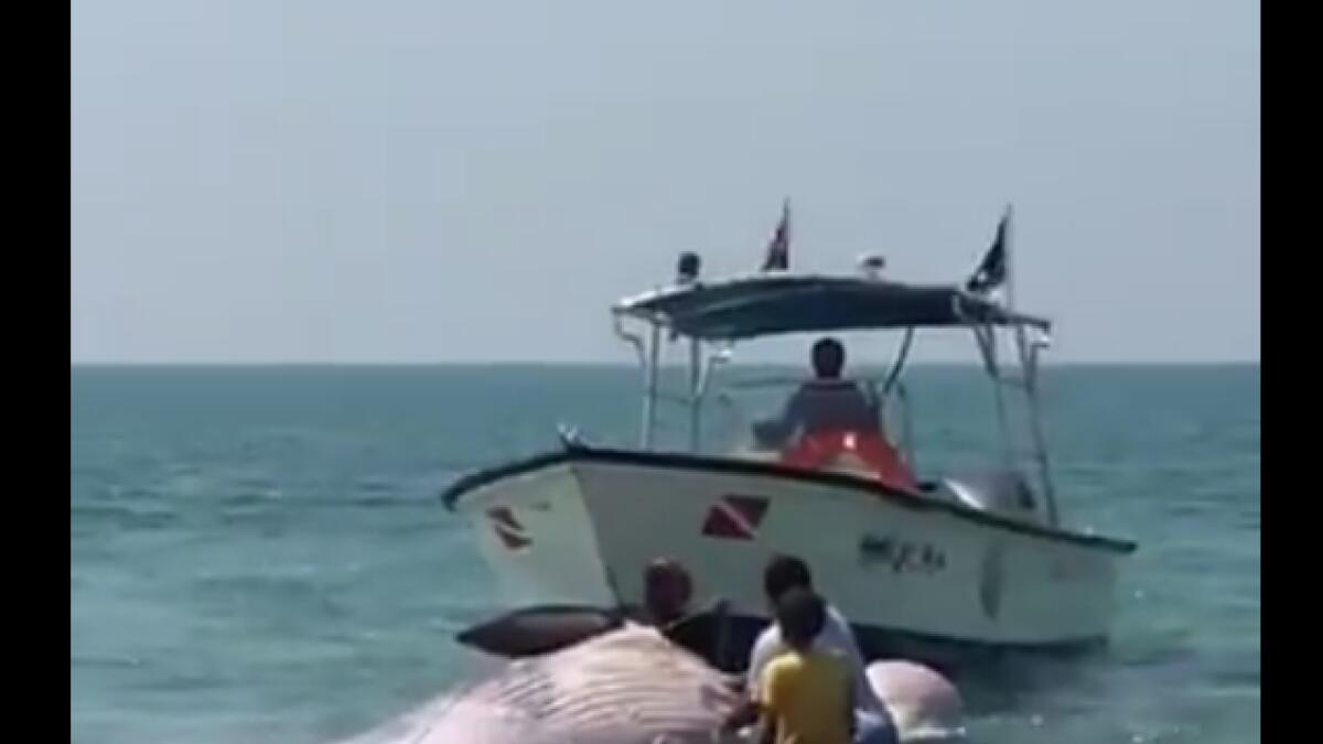 Video: Fishermen extract dead whale from RAK waters