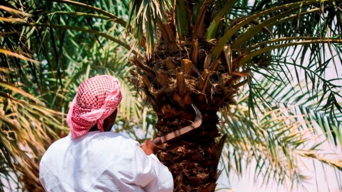 UAE crime, palm trees, date, ras al khaimah, uae laws