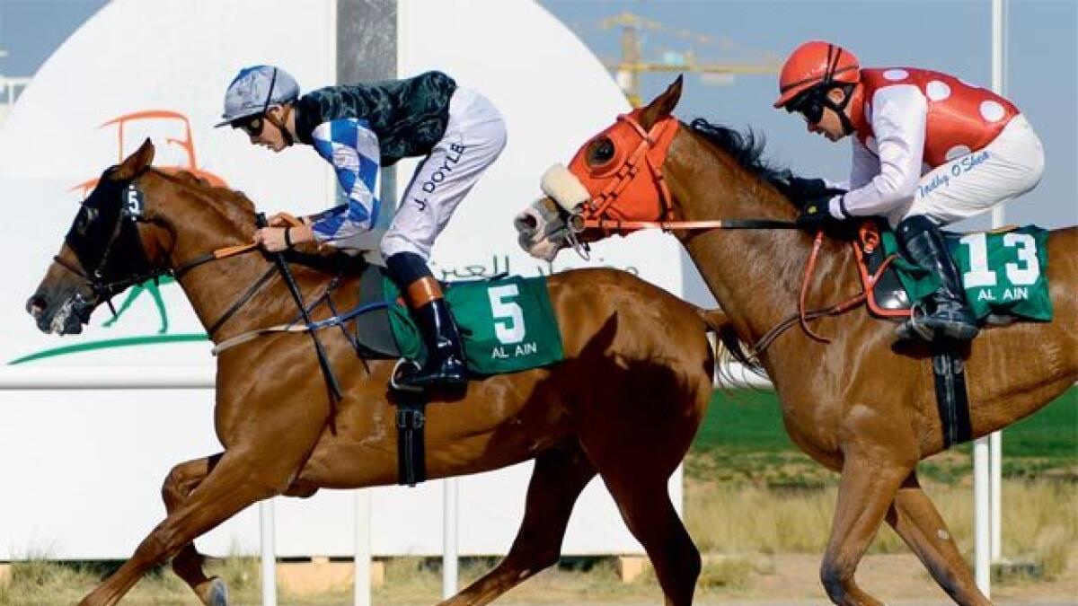 Bigg N Rich fancied in Al Ain’s season-ending horse race