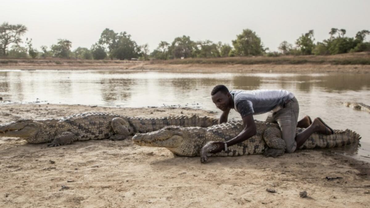 Video: In this village, people sit on crocodiles 